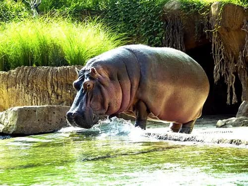 Memphis Zoo | Mud Island River Park | The Cotton Museum
