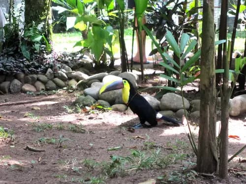 Reserva Indígena Bri Bri | Playa Chiquita | Proyecto Jaguar
