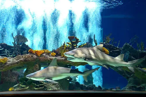 OdySea Aquarium | Butterfly Wonderland | The Hudson