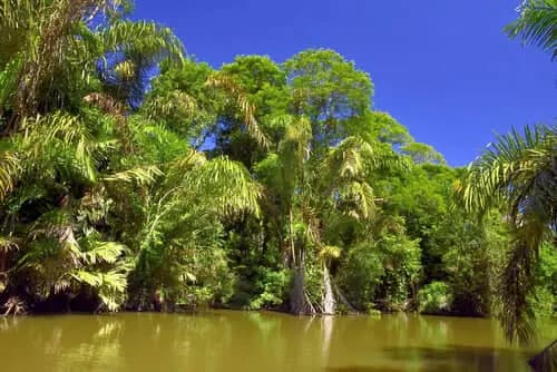 Aventura Natural en Tortuguero