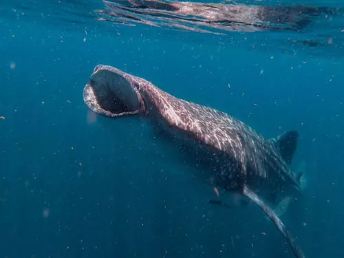 Holbox Tiburón Ballena y Bioluminicencia