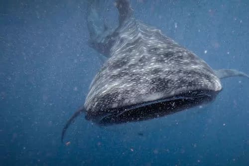 Tiburón Ballena desde Isla Mujeres